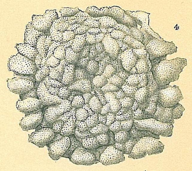 Planorbulina acervalis