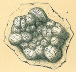 Planorbulina mediterranensis