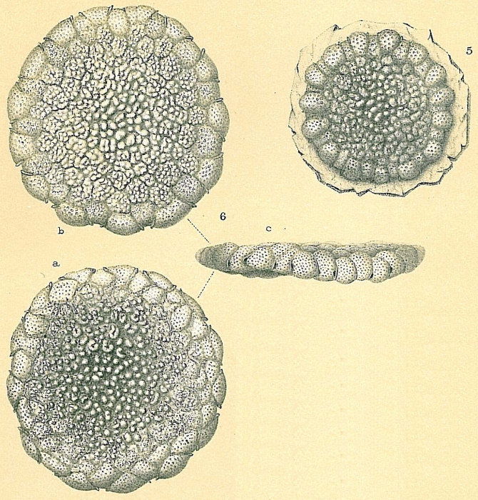Planorbulinella larvata