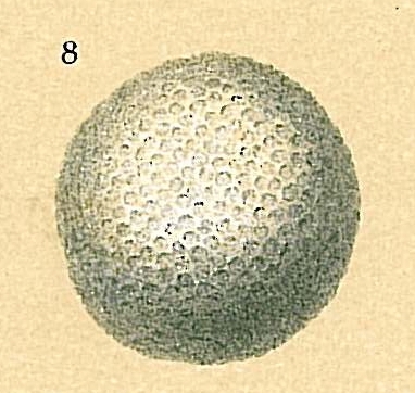 Sphaerogypsina globulus