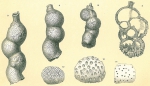 Carpenteria proteiformis