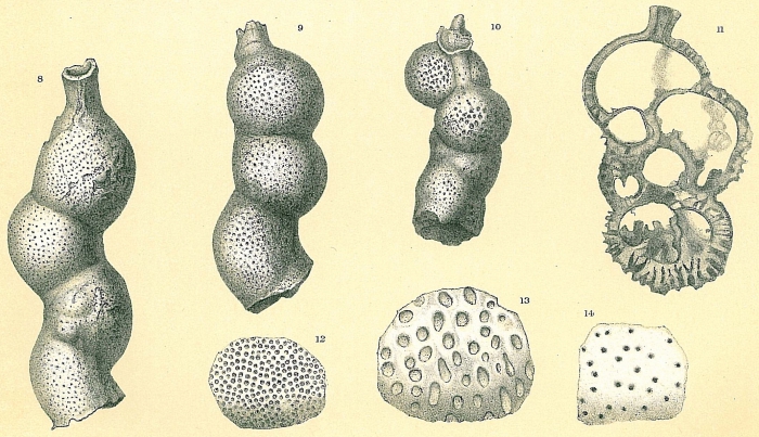 Carpenteria proteiformis Carpenteria proteiformis