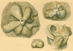 Chromista - Foraminifera (foraminifers)