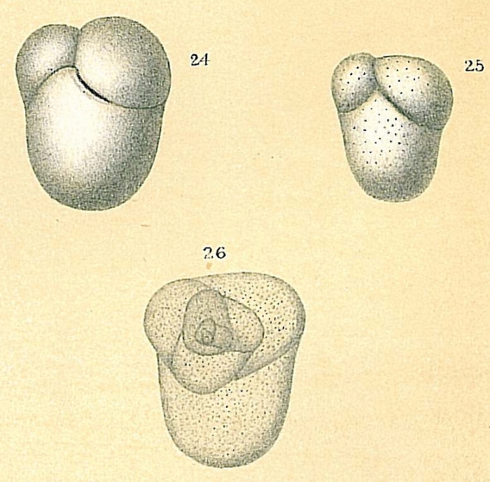 Allomorphina pacifica