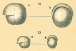 Chromista - Foraminifera (foraminifers)