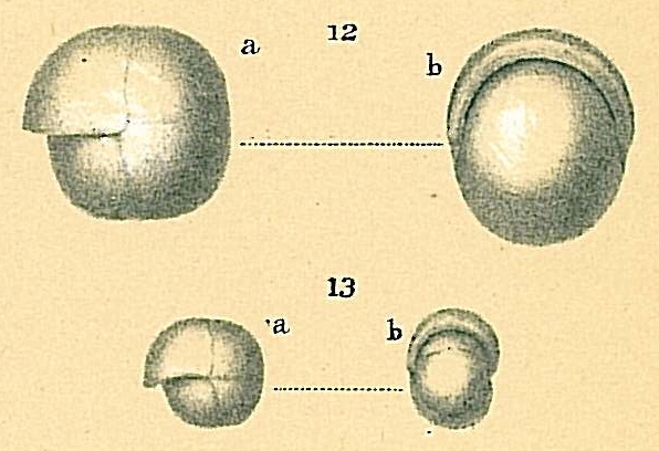 Pullenia bulloides Pullenia bulloides