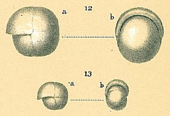 Pullenia bulloides