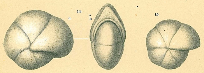 Pullenia quinqueloba Pullenia quinqueloba