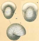 Melonis pompilioides