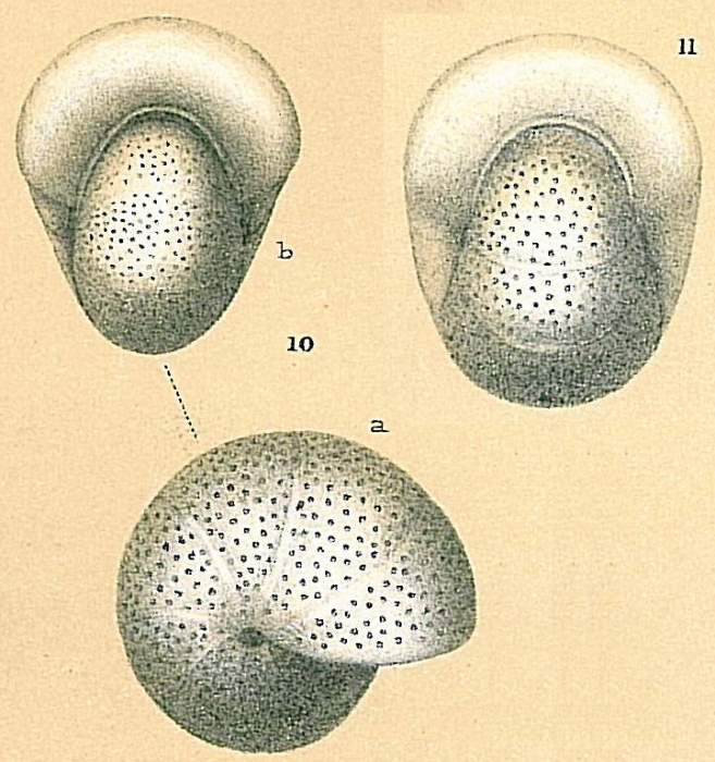 Melonis pompilioides Melonis pompilioides