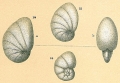 Chromista - Foraminifera (foraminifers)