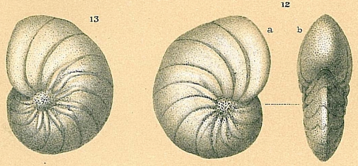 Nonion fabum Nonion fabum