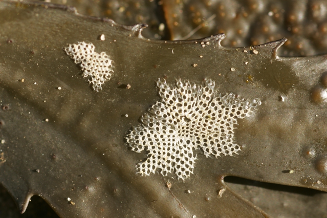 Electra pilosa (Linnaeus, 1767) 