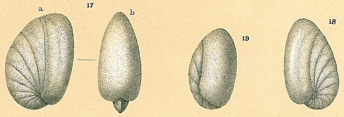 Nonionella turgida