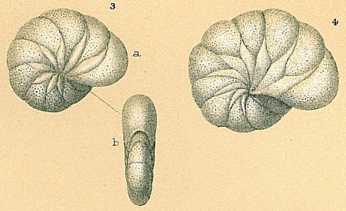 Astrononion stelligerum Astrononion stelligerum