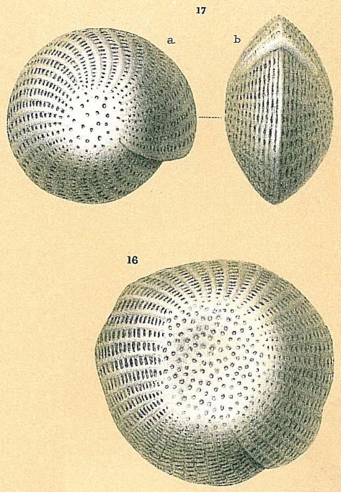 Cellanthus craticulatus Cellanthus craticulatus