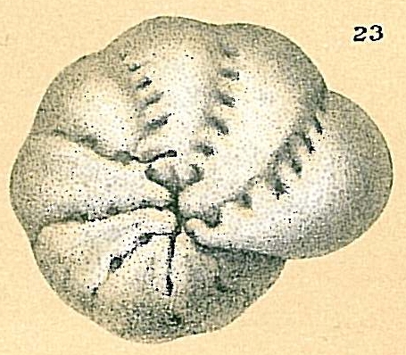 Cribrononion incertum Cribrononion incertum