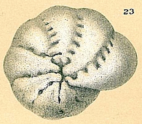 Cribrononion incertum