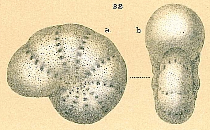 Cribrononion kerguelensis