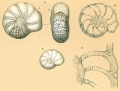 Chromista - Foraminifera (foraminifers)