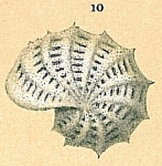 Chromista - Foraminifera (foraminifers)