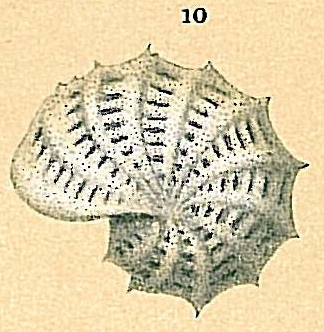 Elphidium serrulatum (Cushman &amp; Parker, 1931)