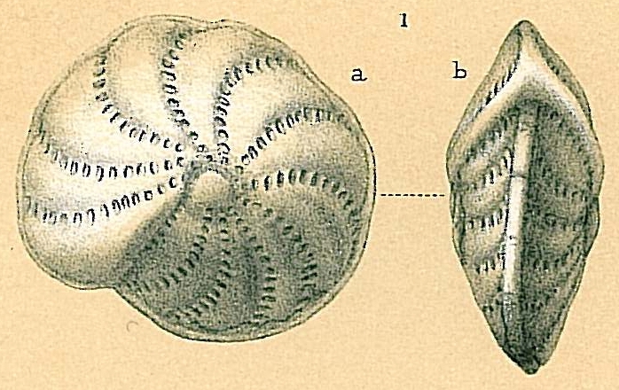 Elphidium charlottense (Vella, 1957)