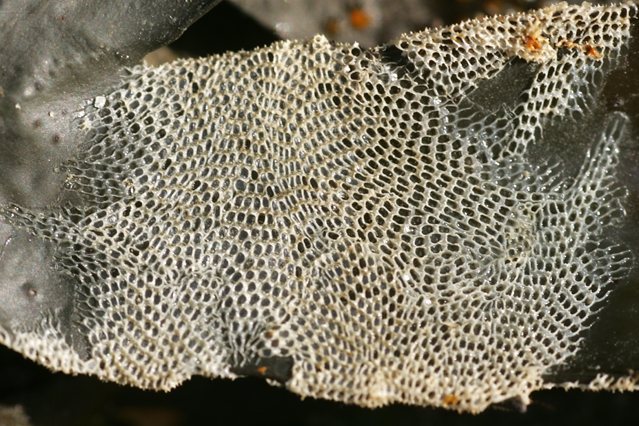 Electra pilosa (Linnaeus, 1767) Electra pilosa (Linnaeus, 1767)