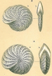 Elphidium macellum