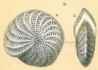 Elphidium owenianum (d'Orbigny)
