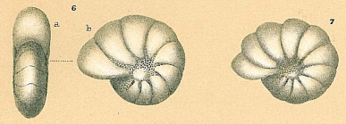 Australononion simplex  (Cushman & Parker, 1931)
