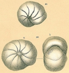 Chromista - Foraminifera (foraminifers)