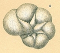 Chromista - Foraminifera (foraminifers)