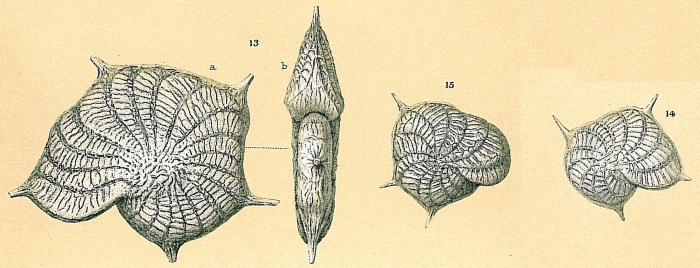 Parrellina imperatrix