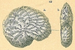 Chromista - Foraminifera (foraminifers)