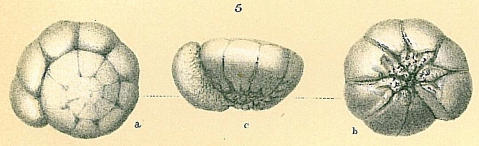 Ammonia falsobeccarii Ammonia falsobeccarii