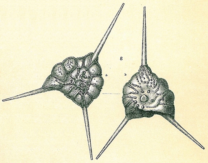Asterorotalia pulchella Asterorotalia pulchella
