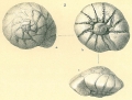 Chromista - Foraminifera (foraminifers)