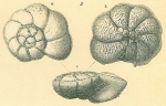 Chromista - Foraminifera (foraminifers)