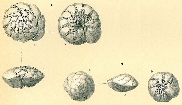 Rotalinoides compressiusculus