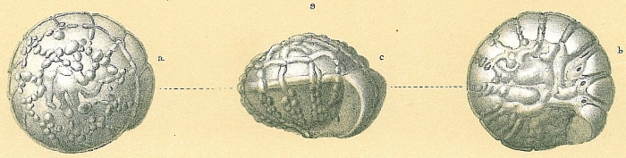 Rotalinoides gaimardii