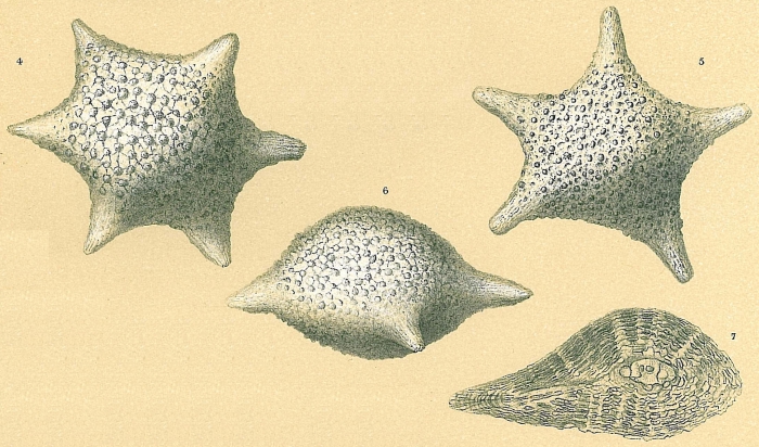 Baculogypsina sphaerulata Baculogypsina sphaerulata