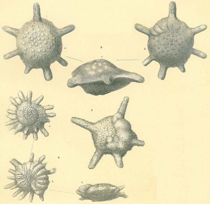 Calcarina spengleri (only fig. 5 is C. spengleri according to Renema and Hohenegger (2005)) Calcarina spengleri (only fig. 5 is C. spengleri according to Renema and Hohenegger (2005))