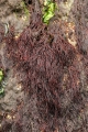 Rhodophyta (red algae)