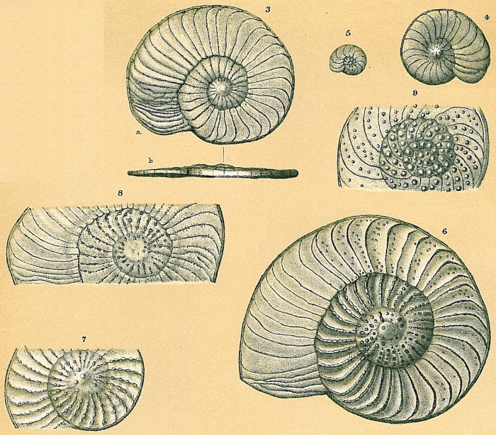 Operculina complanata Operculina complanata
