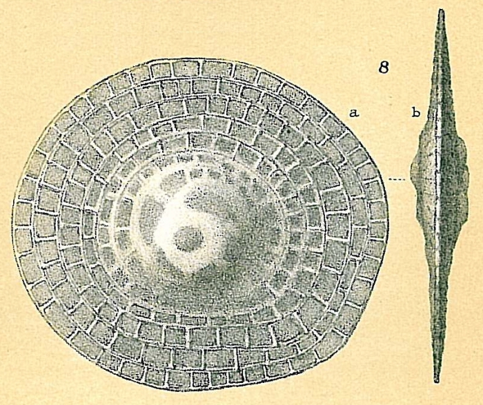 Cycloclypeus carpenteri Cycloclypeus carpenteri