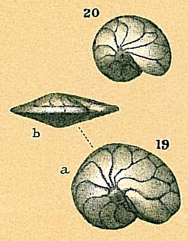 Heterostegina curva Heterostegina curva