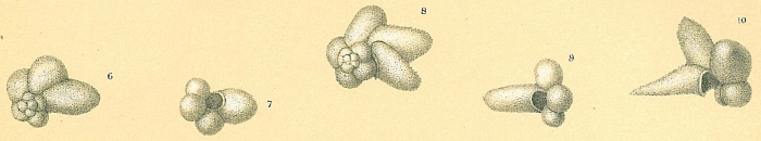 Beella digitata