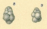 Chromista - Foraminifera (foraminifers)