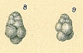 Globigerina bradyi Globigerina bradyi